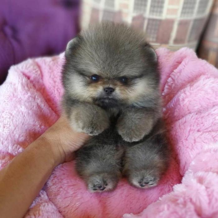 Pomeranian puppies fluffy puppiesclub teacup toy pomerania artykuł