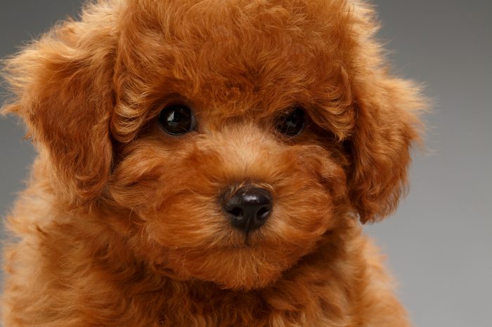 Teddy bear puppies