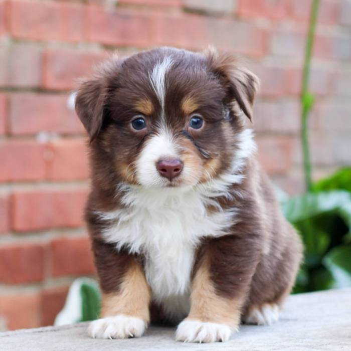 Shepherd puppies miniature aussie canton sarge
