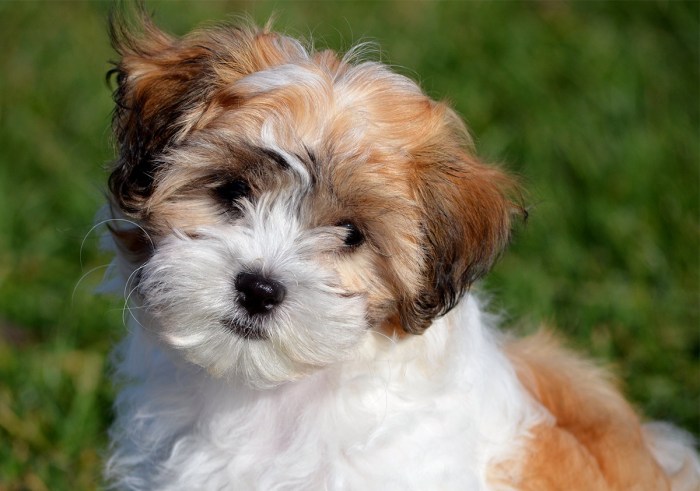 Teddy bear puppies