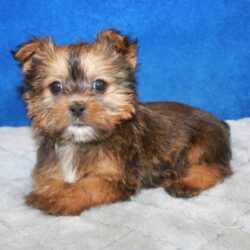 Shorkie puppies for sale