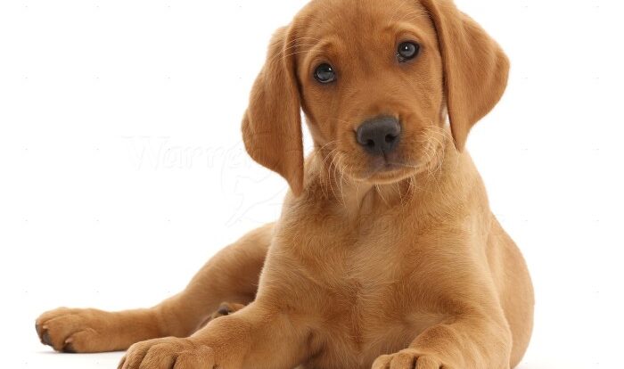 Labrador red puppies retrievers pups