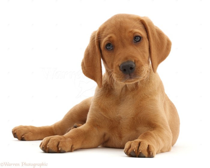 Labrador red puppies retrievers pups