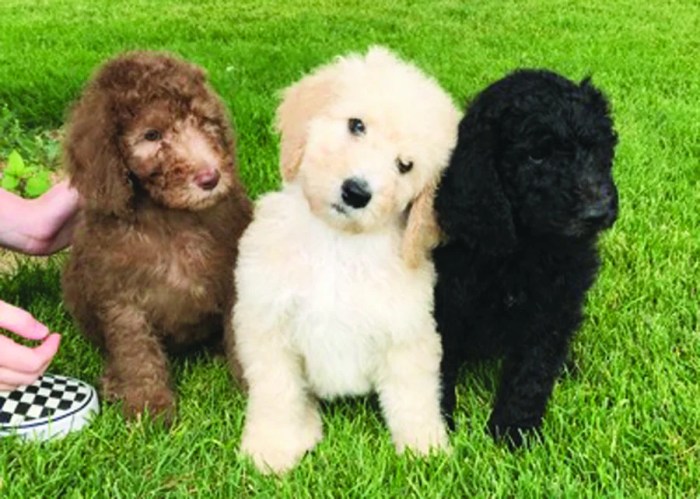 Poodle standard sale trained puppies female ohio rose puppy dog dogs cincinnati sold