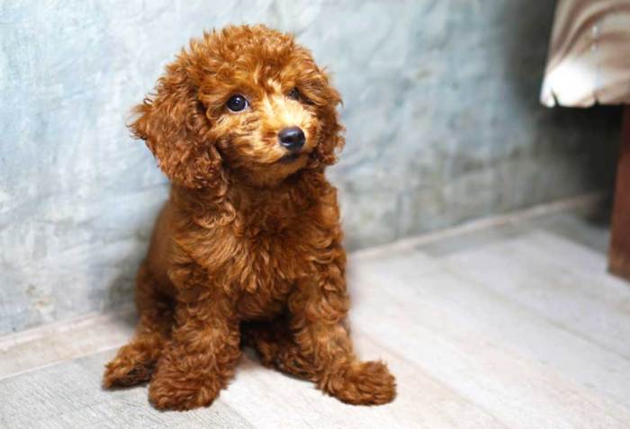 Toy poodle dry food puppy