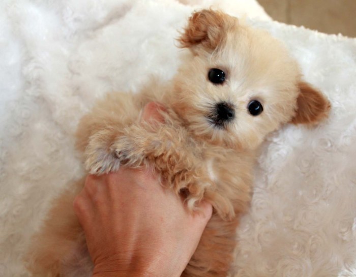 Teacup maltipoo puppies for sale