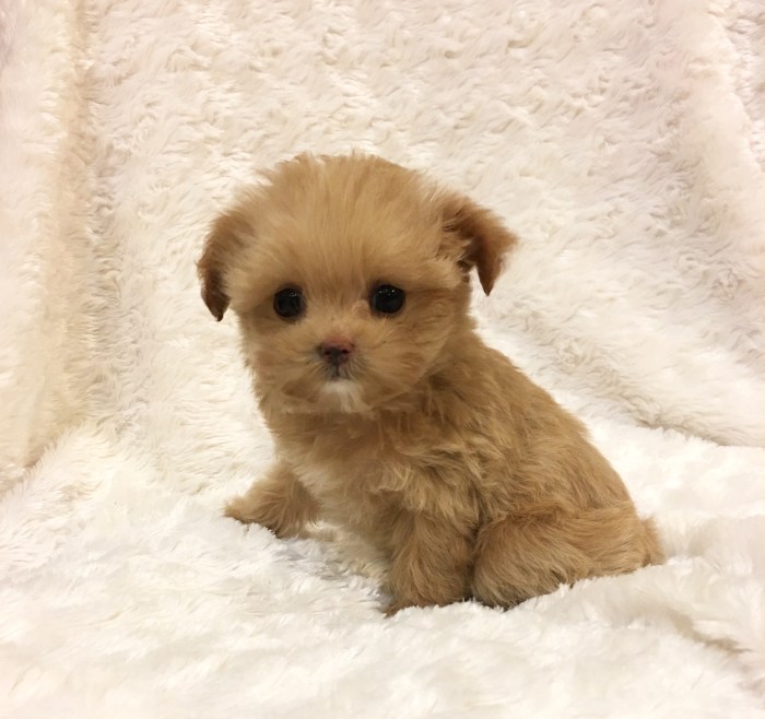 Teacup maltipoo puppies for sale
