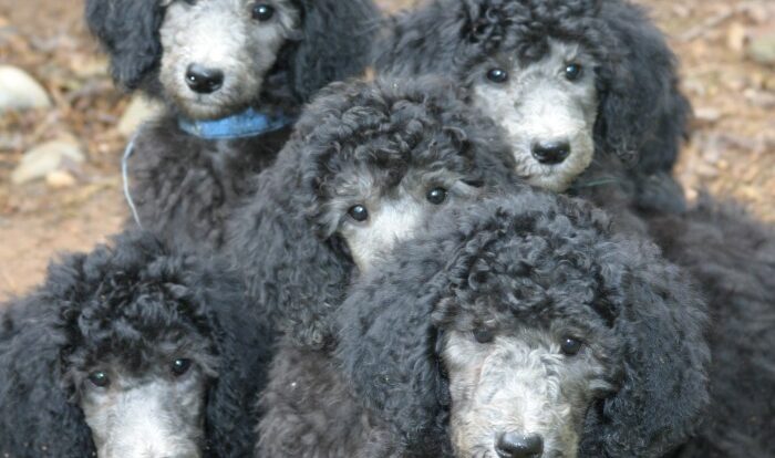 Std poodle puppies