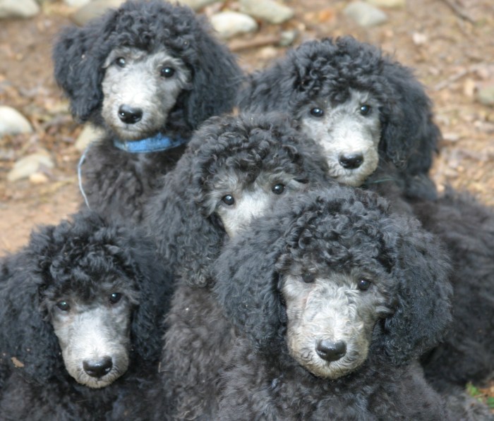 Std poodle puppies