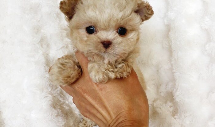 Teacup maltipoo puppies for sale