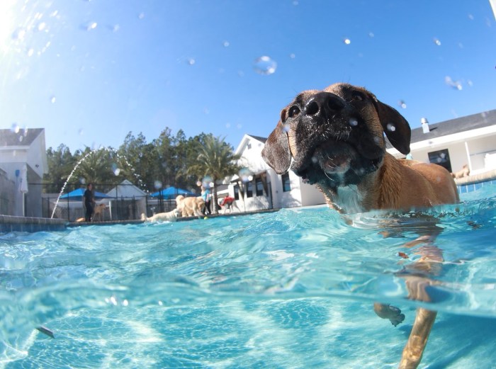 Puppy paradise