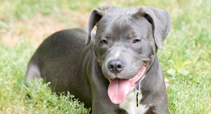 Pitbull-lab mix puppy in my area 04643 for sale