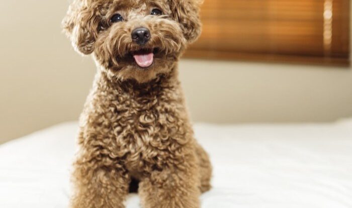 Toy poodle dry food puppy