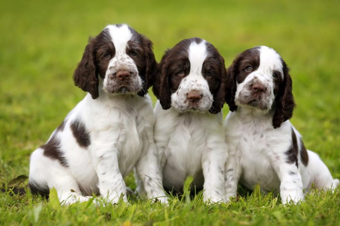 Springers puppies