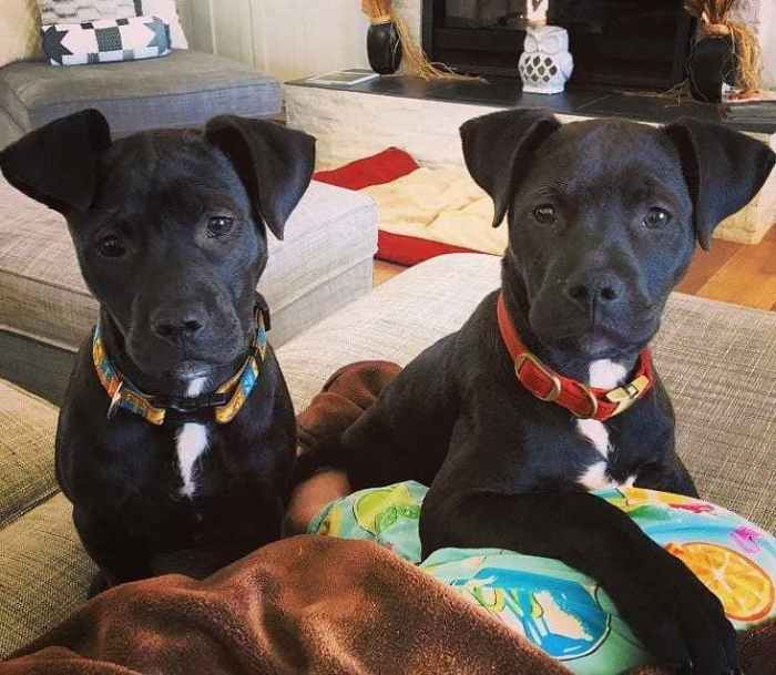 Pitbull-lab mix puppy in my area 04643 for sale