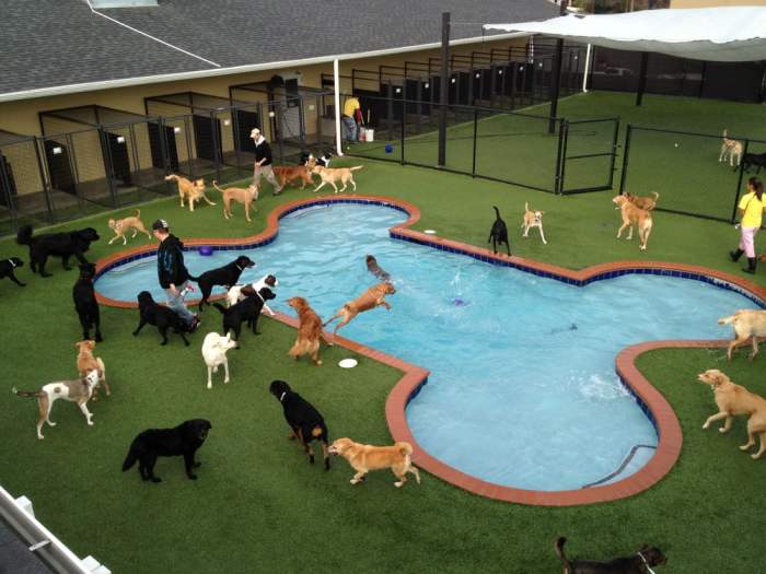 Puppy paradise
