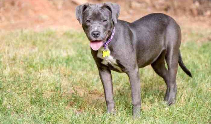 Pitbull labrador puppies breeds misturado terrier retriever vira preto americanbullydaily bully labrabull cachorro lovable