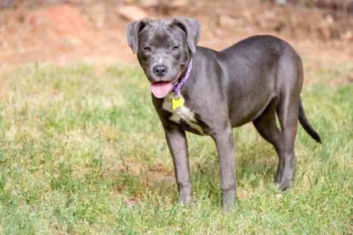 Pitbull labrador puppies breeds misturado terrier retriever vira preto americanbullydaily bully labrabull cachorro lovable