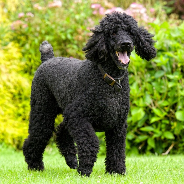 Std poodle puppies