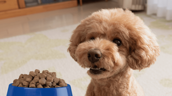 Poodle poodles puppies