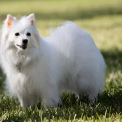 american eskimo dog breeders