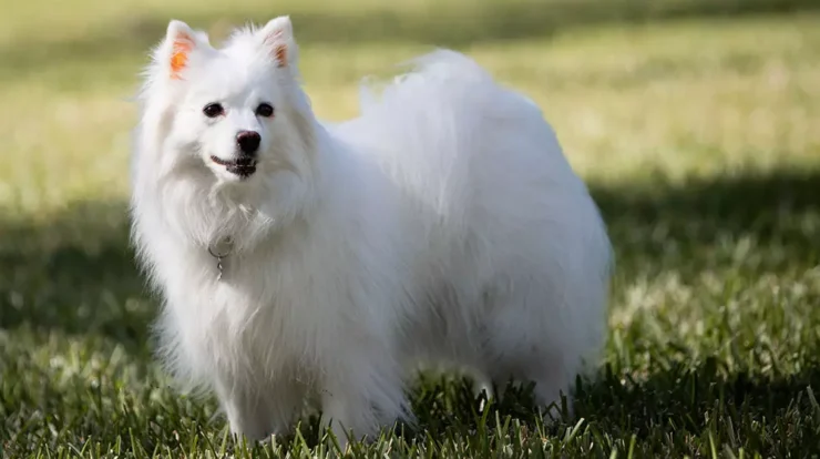 american eskimo dog breeders