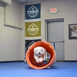 brooklyn dog training center