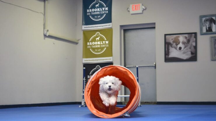 brooklyn dog training center