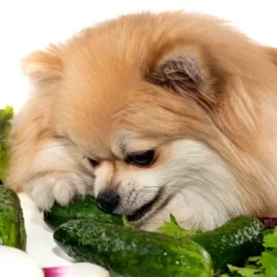 can dogs eat cucumbers