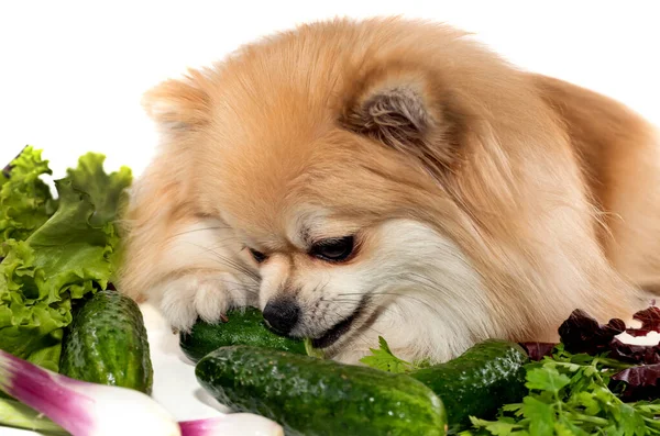 can dogs eat cucumbers