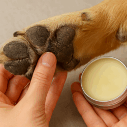 dry dog paws