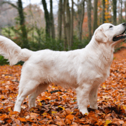 english cream golden retriever