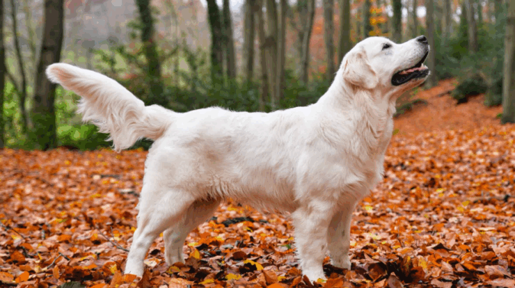 english cream golden retriever