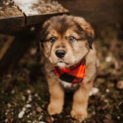 golden mountain dog puppy