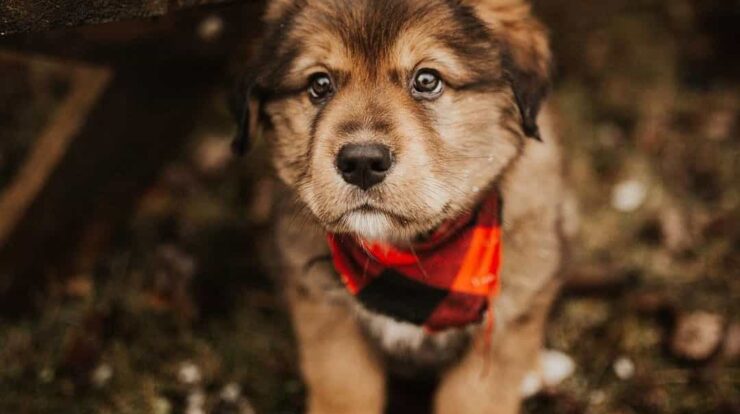 golden mountain dog puppy