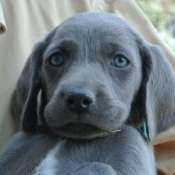 puppy blue weimaraner dog
