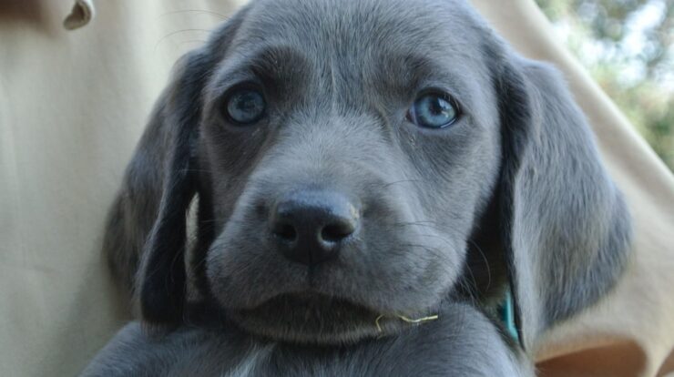 puppy blue weimaraner dog