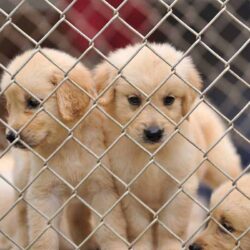 puppy mill dog behavior