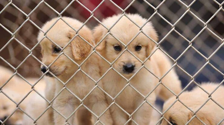 puppy mill dog behavior