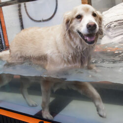 water treadmill for dogs