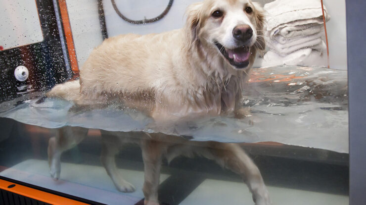 water treadmill for dogs